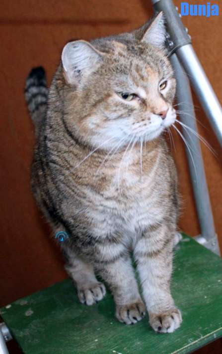 Nikolai/Katzen/Dunja/Dunja19Kopie.jpg