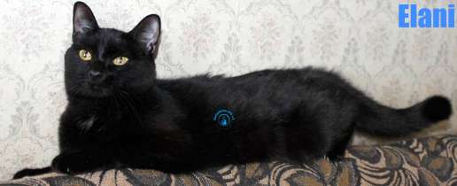 Nikolai/Katzen/Elani/Elani23Kopie.jpg