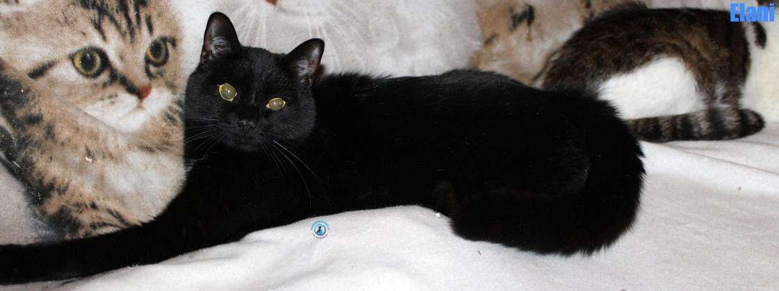 Nikolai/Katzen/Elani/Elani26Kopie.jpg