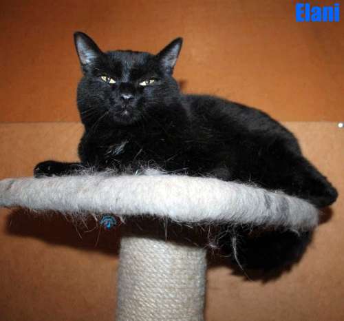 Nikolai/Katzen/Elani/Elani28Kopie.jpg