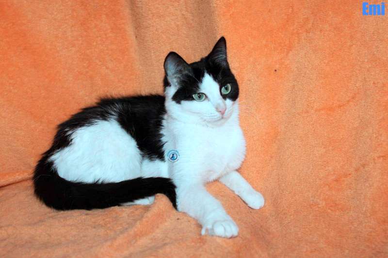 Nikolai/Katzen/Emi/Emi02Kopie.jpg