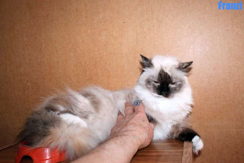 Nikolai/Katzen/Franzi/Franzi01Kopie.jpg