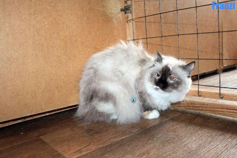 Nikolai/Katzen/Franzi/Franzi02Kopie.jpg