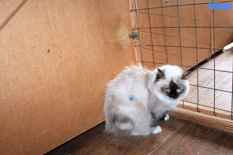 Nikolai/Katzen/Franzi/Franzi04Kopie.jpg