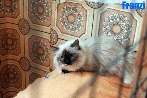 Nikolai/Katzen/Franzi/Franzi07Kopie.jpg