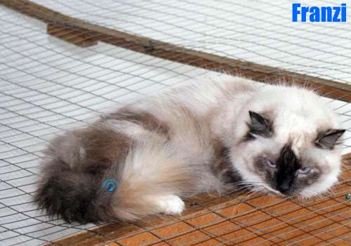 Nikolai/Katzen/Franzi/Franzi08Kopie.jpg