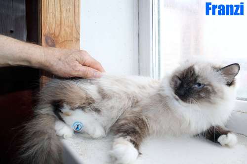 Nikolai/Katzen/Franzi/Franzi09Kopie.jpg
