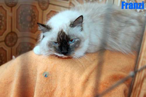 Nikolai/Katzen/Franzi/Franzi10Kopie.jpg