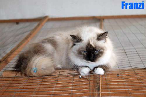 Nikolai/Katzen/Franzi/Franzi11Kopie.jpg