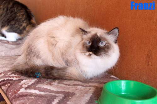Nikolai/Katzen/Franzi/Franzi12Kopie.jpg