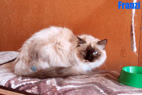 Nikolai/Katzen/Franzi/Franzi13Kopie.jpg
