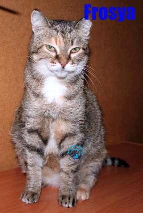 Nikolai/Katzen/Frosya/Frosya08Kopie.jpg
