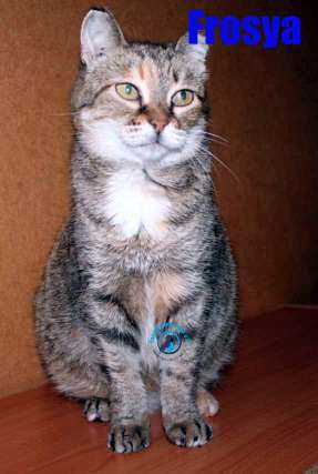 Nikolai/Katzen/Frosya/Frosya09Kopie.jpg