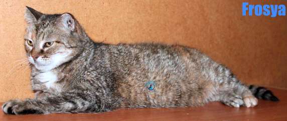 Nikolai/Katzen/Frosya/Frosya10Kopie.jpg