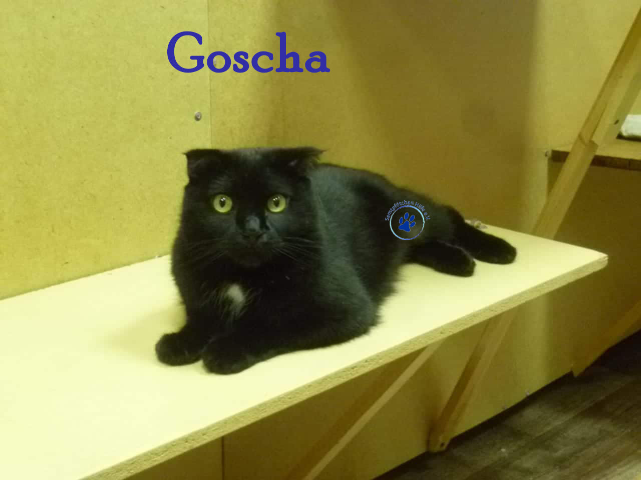 Goscha