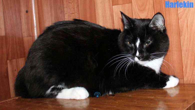 Nikolai/Katzen/Harlekin/Harlekin25Kopie.jpg
