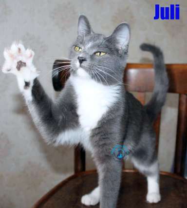Nikolai/Katzen/Juli/Juli17Kopie.jpg