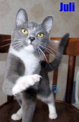 Nikolai/Katzen/Juli/Juli18Kopie.jpg
