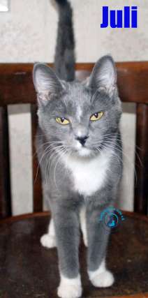 Nikolai/Katzen/Juli/Juli21Kopie.jpg