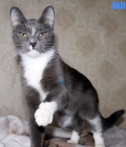 Nikolai/Katzen/Juli/Juli35Kopie.jpg