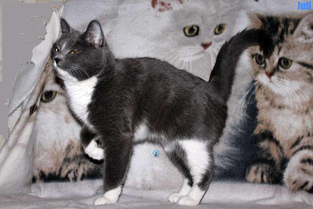 Nikolai/Katzen/Juli/Juli44Kopie.jpg