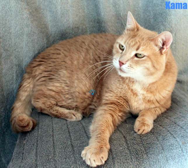 Nikolai/Katzen/Kama/Kama24Kopie.jpg