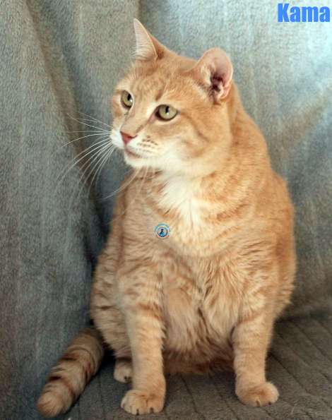 Nikolai/Katzen/Kama/Kama25Kopie.jpg