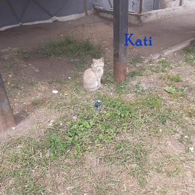 Nikolai/Katzen/Kati/Kati02mW.jpg