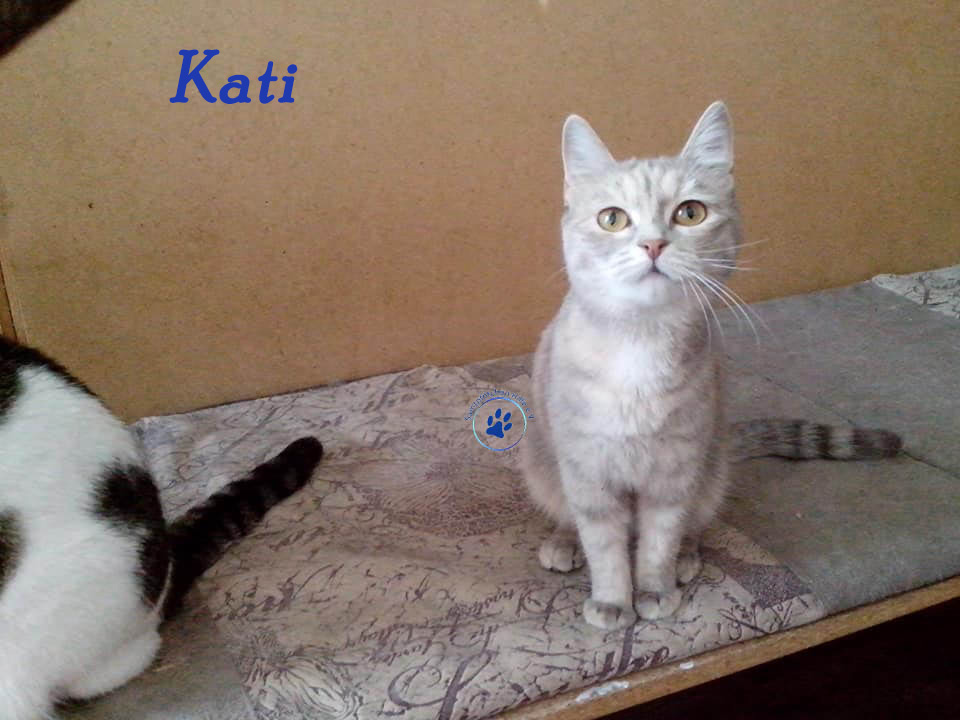 Nikolai/Katzen/Kati/Kati05WZ.jpg