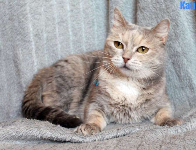 Nikolai/Katzen/Kati/Kati39Kopie.jpg
