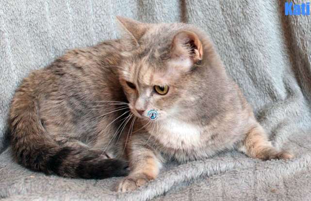Nikolai/Katzen/Kati/Kati40Kopie.jpg