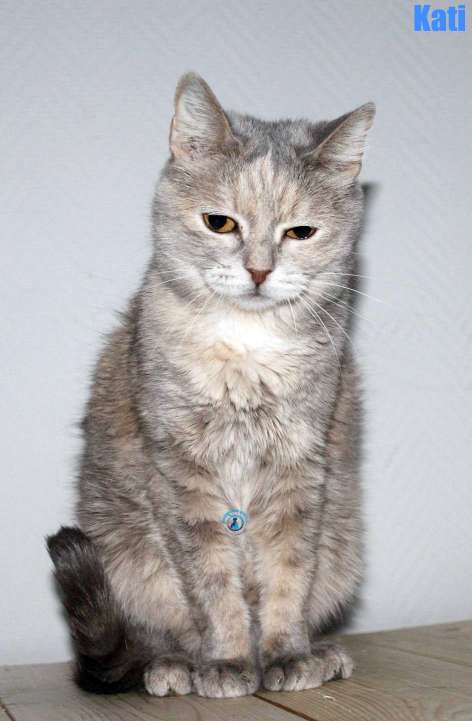 Nikolai/Katzen/Kati/Kati41Kopie.jpg