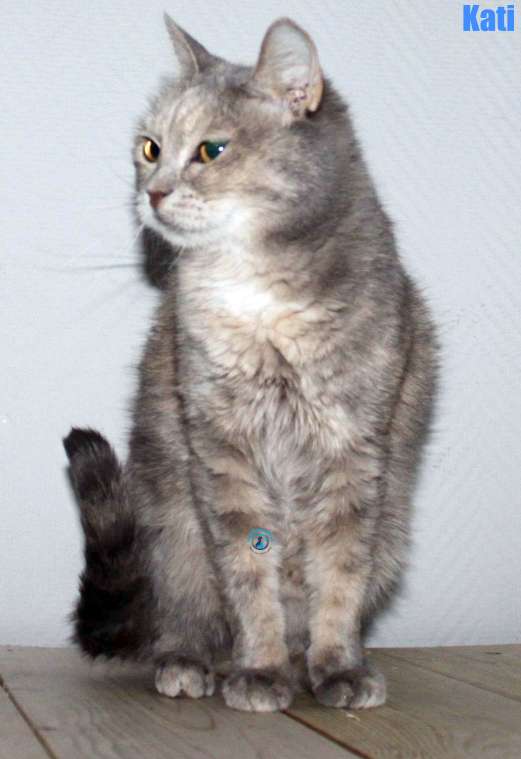 Nikolai/Katzen/Kati/Kati42Kopie.jpg