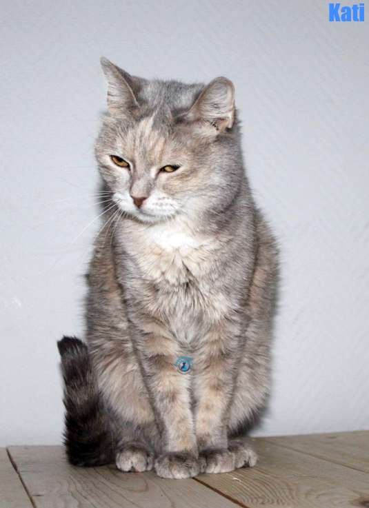 Nikolai/Katzen/Kati/Kati43Kopie.jpg