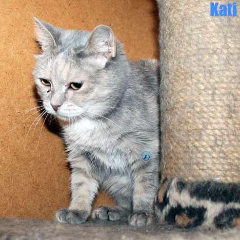 Nikolai/Katzen/Kati/Kati44Kopie.jpg