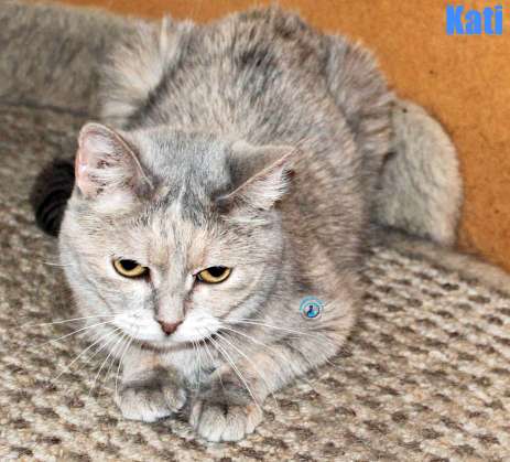 Nikolai/Katzen/Kati/Kati45Kopie.jpg