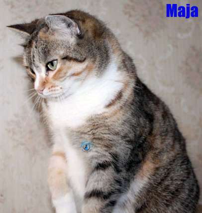 Nikolai/Katzen/Maja2/Maja23Kopie.jpg