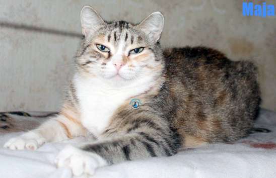 Nikolai/Katzen/Maja2/Maja30Kopie.jpg