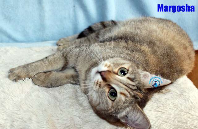 Nikolai/Katzen/Margosha/Margosha27Kopie.jpg