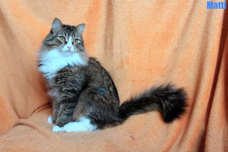 Nikolai/Katzen/Matti/Matti02Kopie.jpg