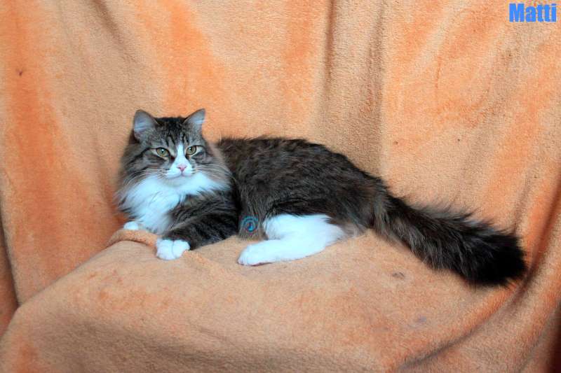 Nikolai/Katzen/Matti/Matti03Kopie.jpg