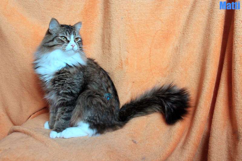 Nikolai/Katzen/Matti/Matti04Kopie.jpg