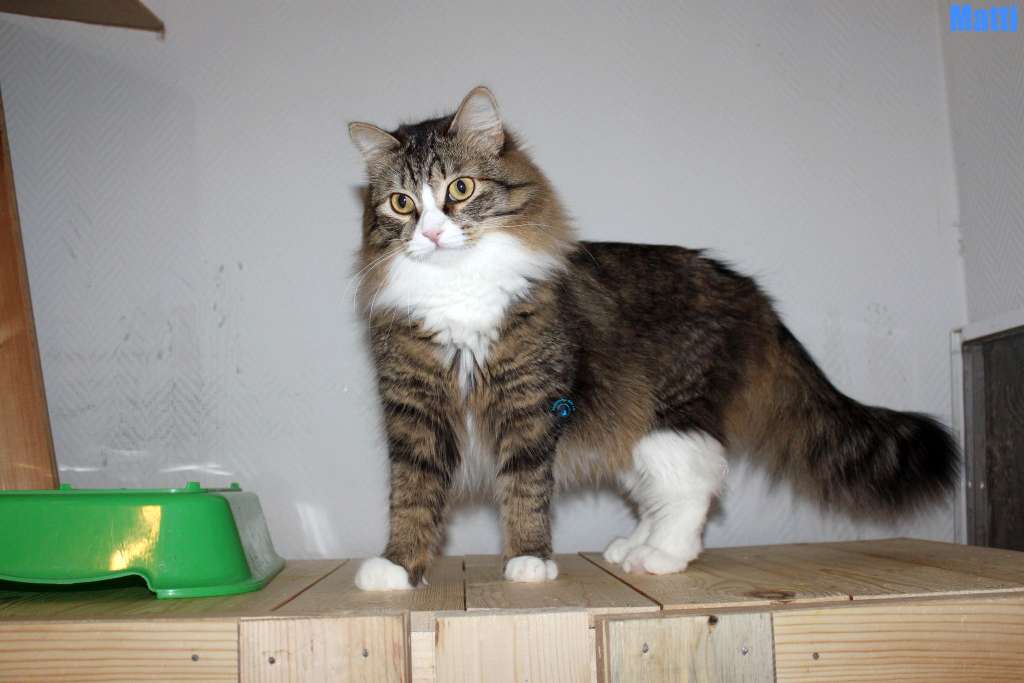 Nikolai/Katzen/Matti/Matti06Kopie.jpg