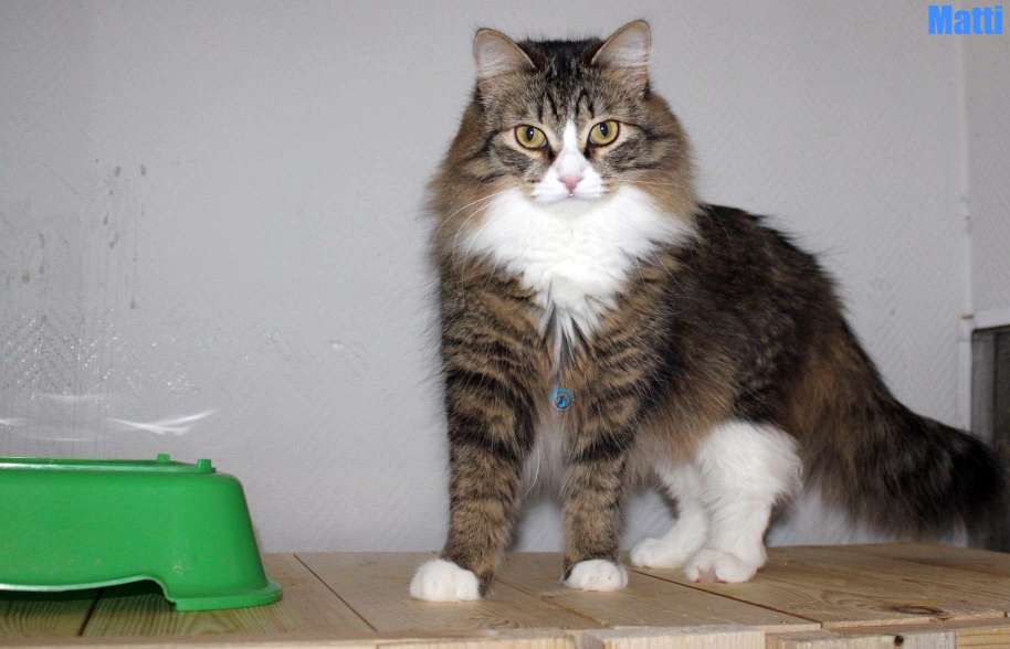 Nikolai/Katzen/Matti/Matti07Kopie.jpg