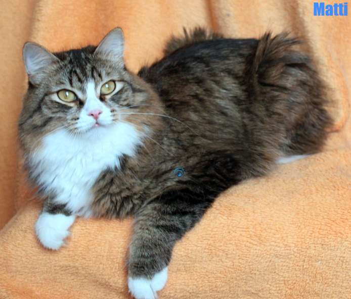 Nikolai/Katzen/Matti/Matti09Kopie.jpg