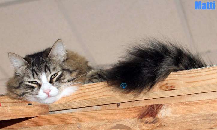 Nikolai/Katzen/Matti/Matti10Kopie.jpg