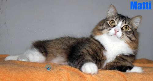 Nikolai/Katzen/Matti/Matti12Kopie.jpg