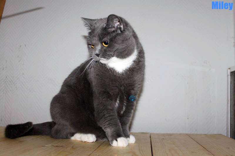 Nikolai/Katzen/Miley/Miley02Kopie.jpg