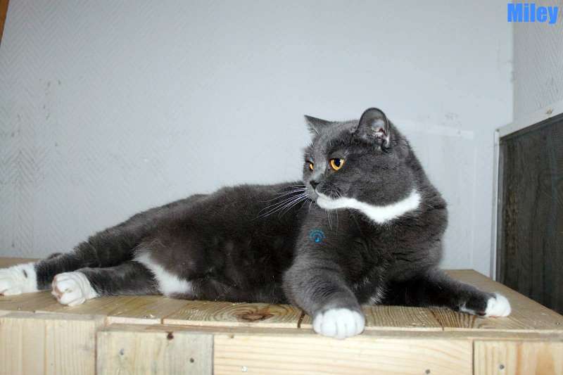 Nikolai/Katzen/Miley/Miley03Kopie.jpg