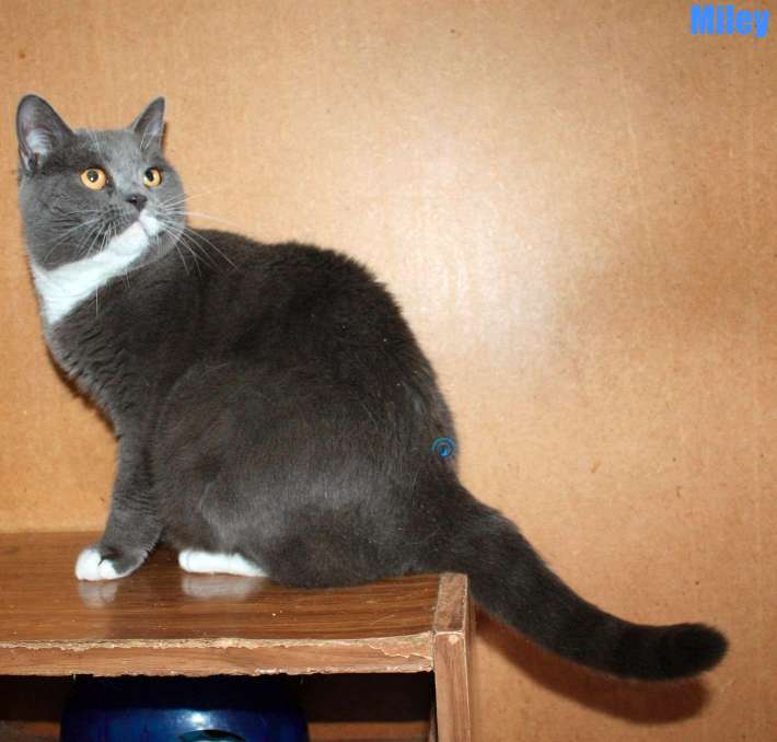 Nikolai/Katzen/Miley/Miley05Kopie.jpg